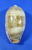 Erronea caurica quinquefasciata